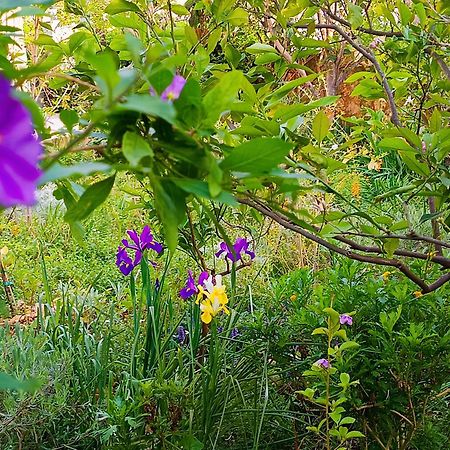 Olive Lemon Biophilic House & Lush Forest Garden 瓦莫斯 外观 照片