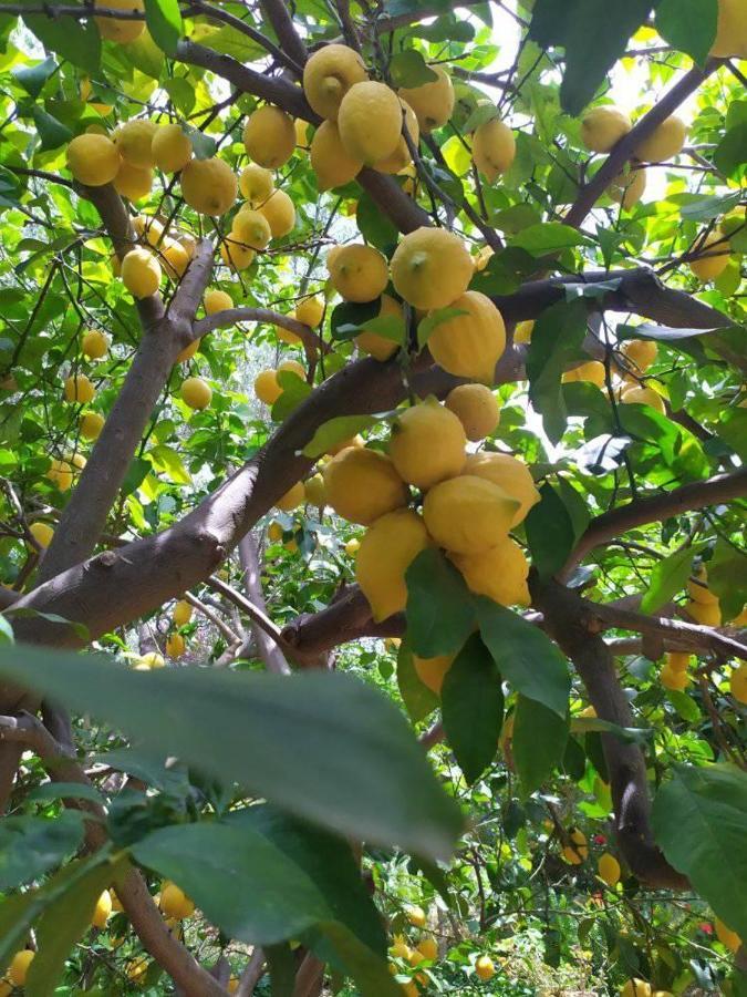 Olive Lemon Biophilic House & Lush Forest Garden 瓦莫斯 外观 照片