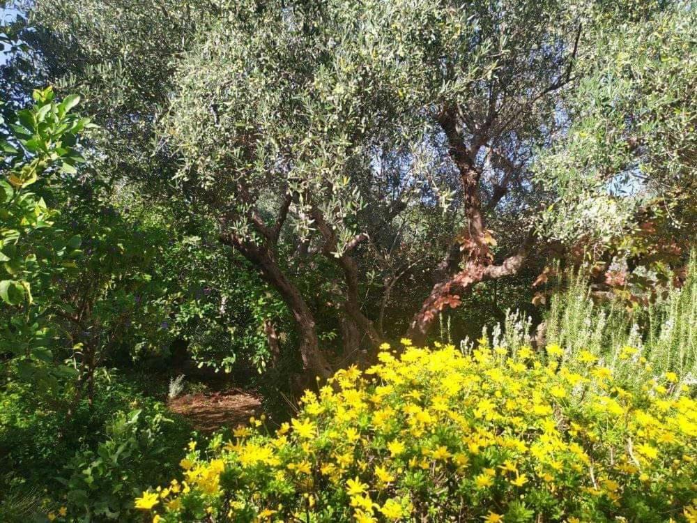 Olive Lemon Biophilic House & Lush Forest Garden 瓦莫斯 外观 照片