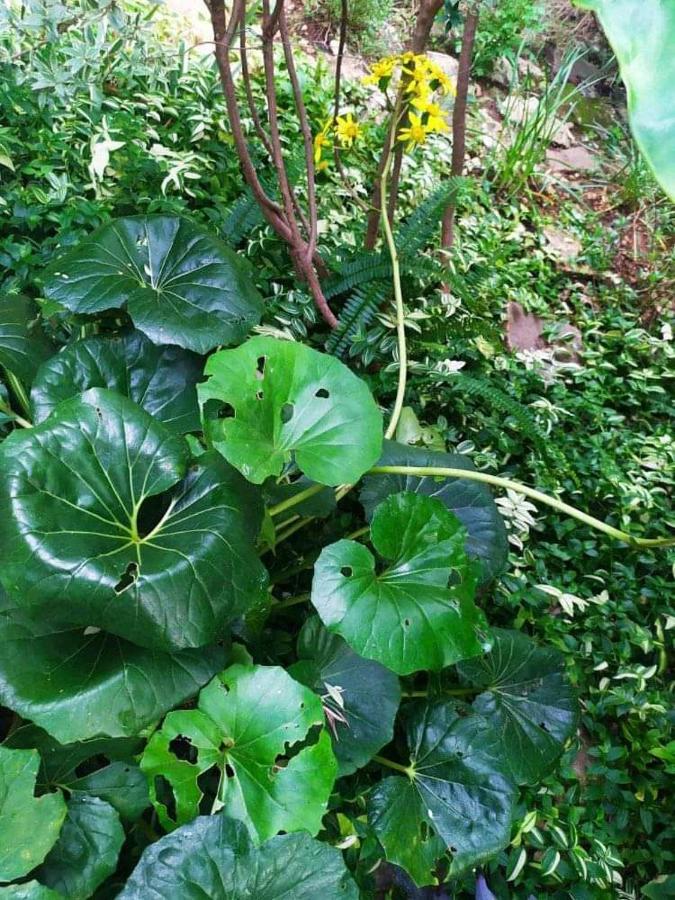 Olive Lemon Biophilic House & Lush Forest Garden 瓦莫斯 外观 照片