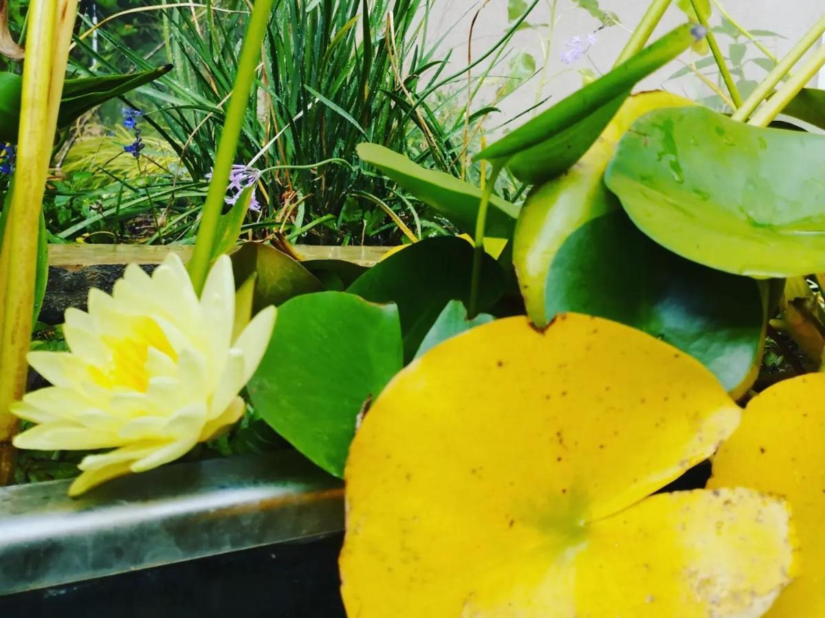 Olive Lemon Biophilic House & Lush Forest Garden 瓦莫斯 外观 照片