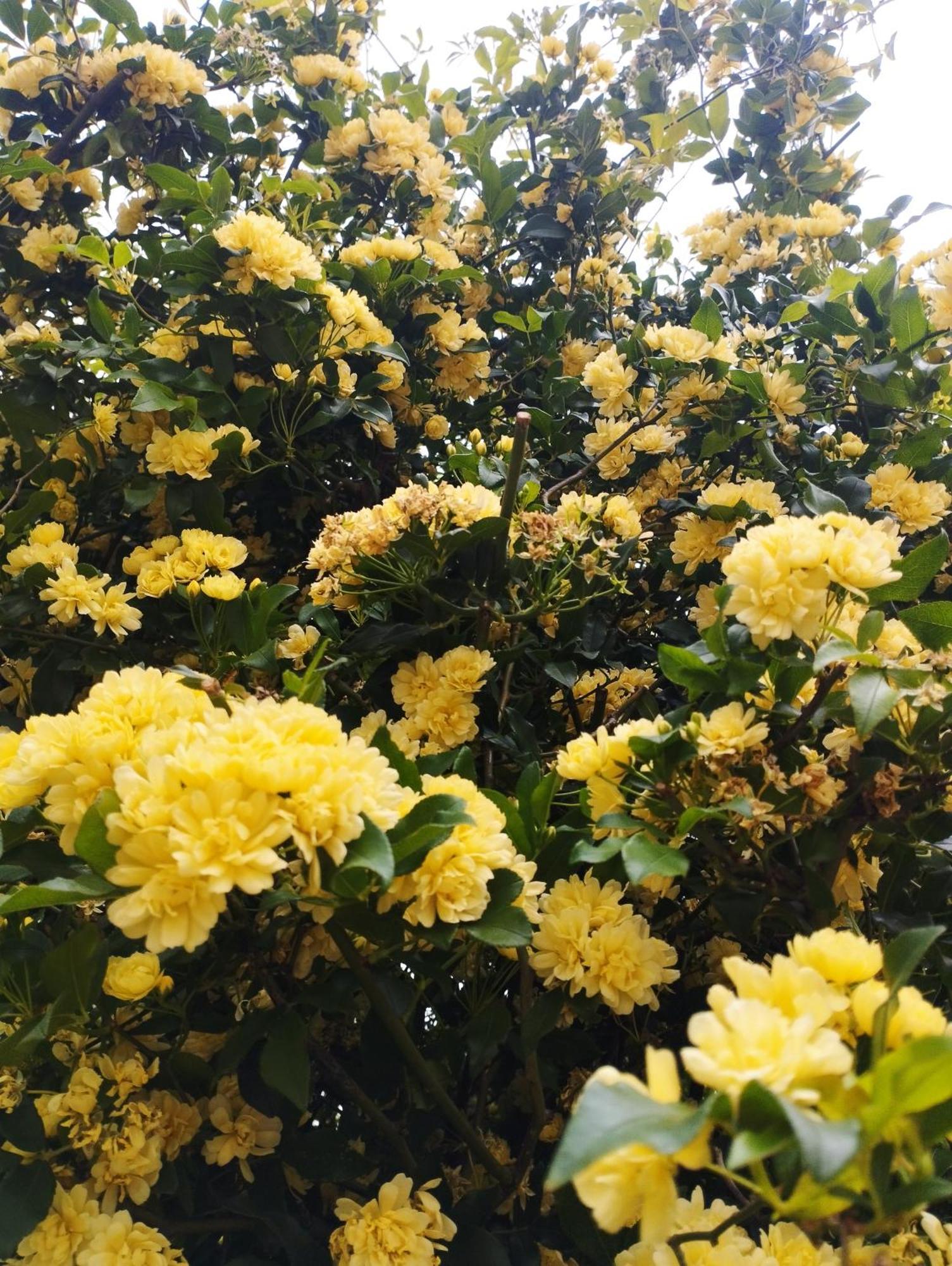 Olive Lemon Biophilic House & Lush Forest Garden 瓦莫斯 外观 照片