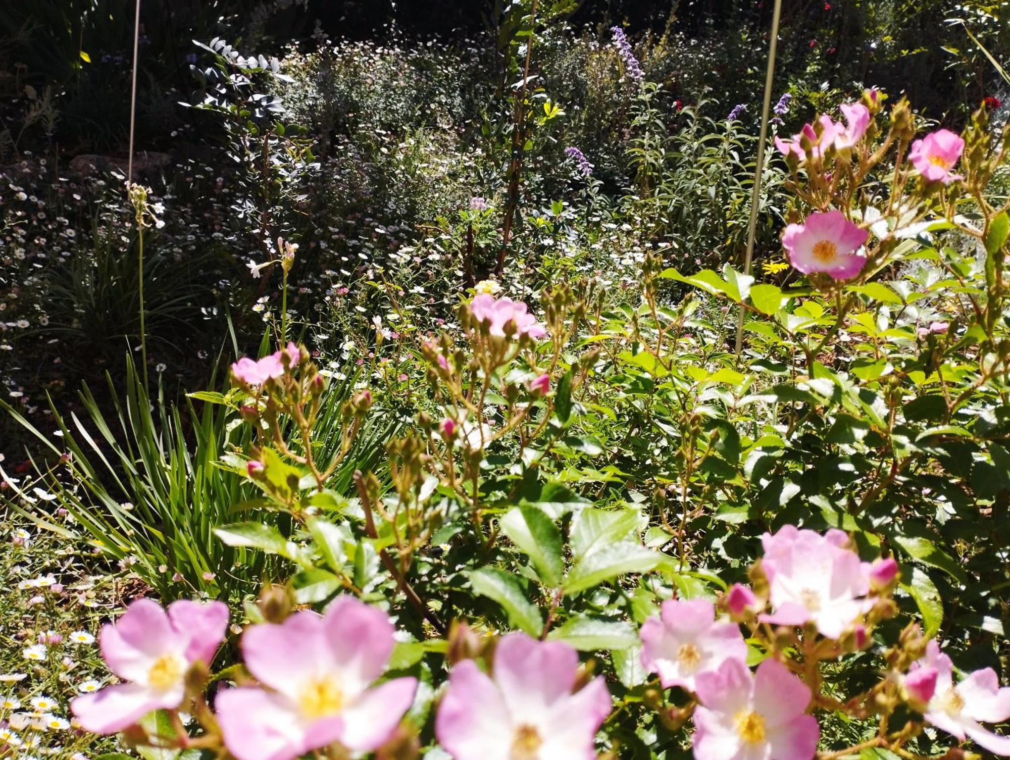 Olive Lemon Biophilic House & Lush Forest Garden 瓦莫斯 外观 照片