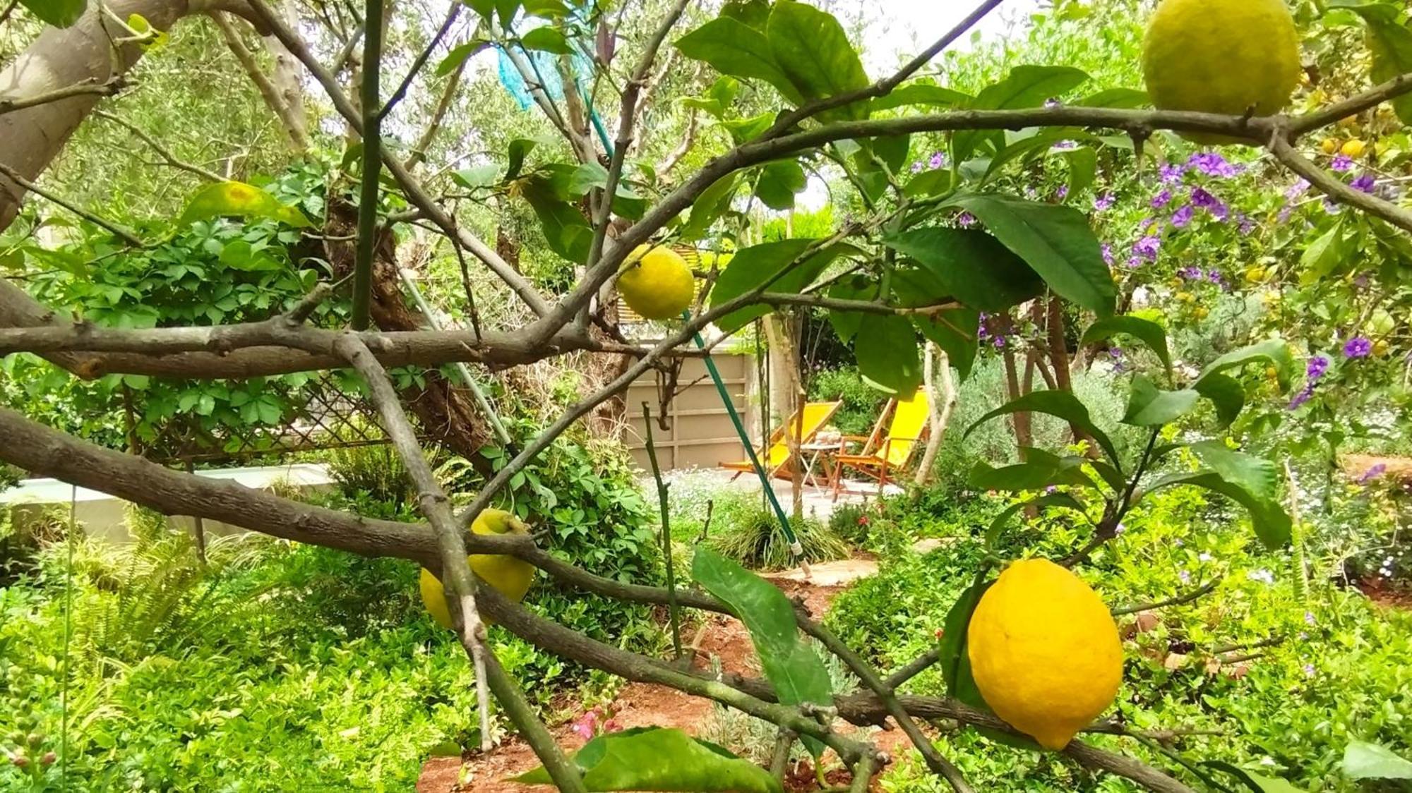 Olive Lemon Biophilic House & Lush Forest Garden 瓦莫斯 客房 照片