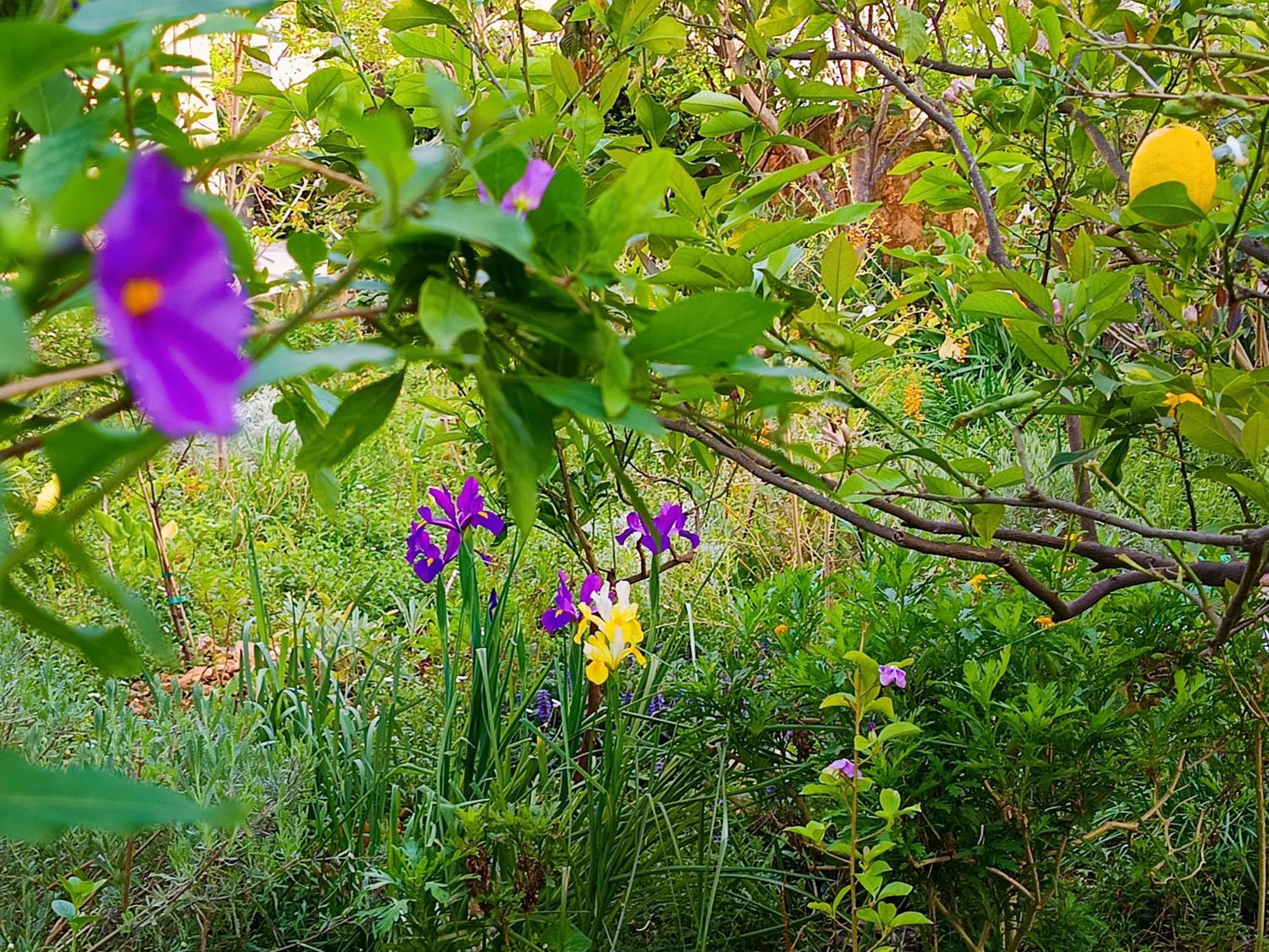 Olive Lemon Biophilic House & Lush Forest Garden 瓦莫斯 外观 照片