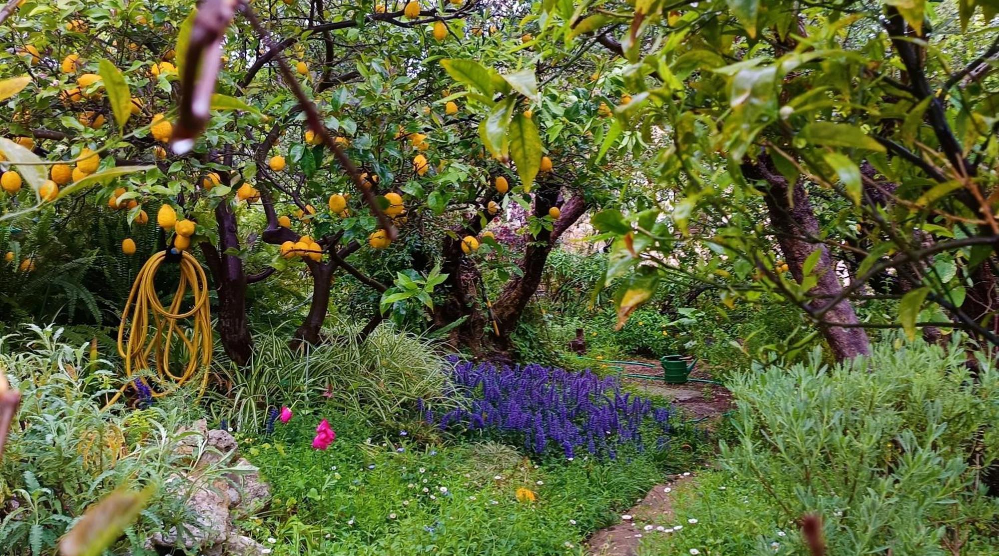 Olive Lemon Biophilic House & Lush Forest Garden 瓦莫斯 外观 照片