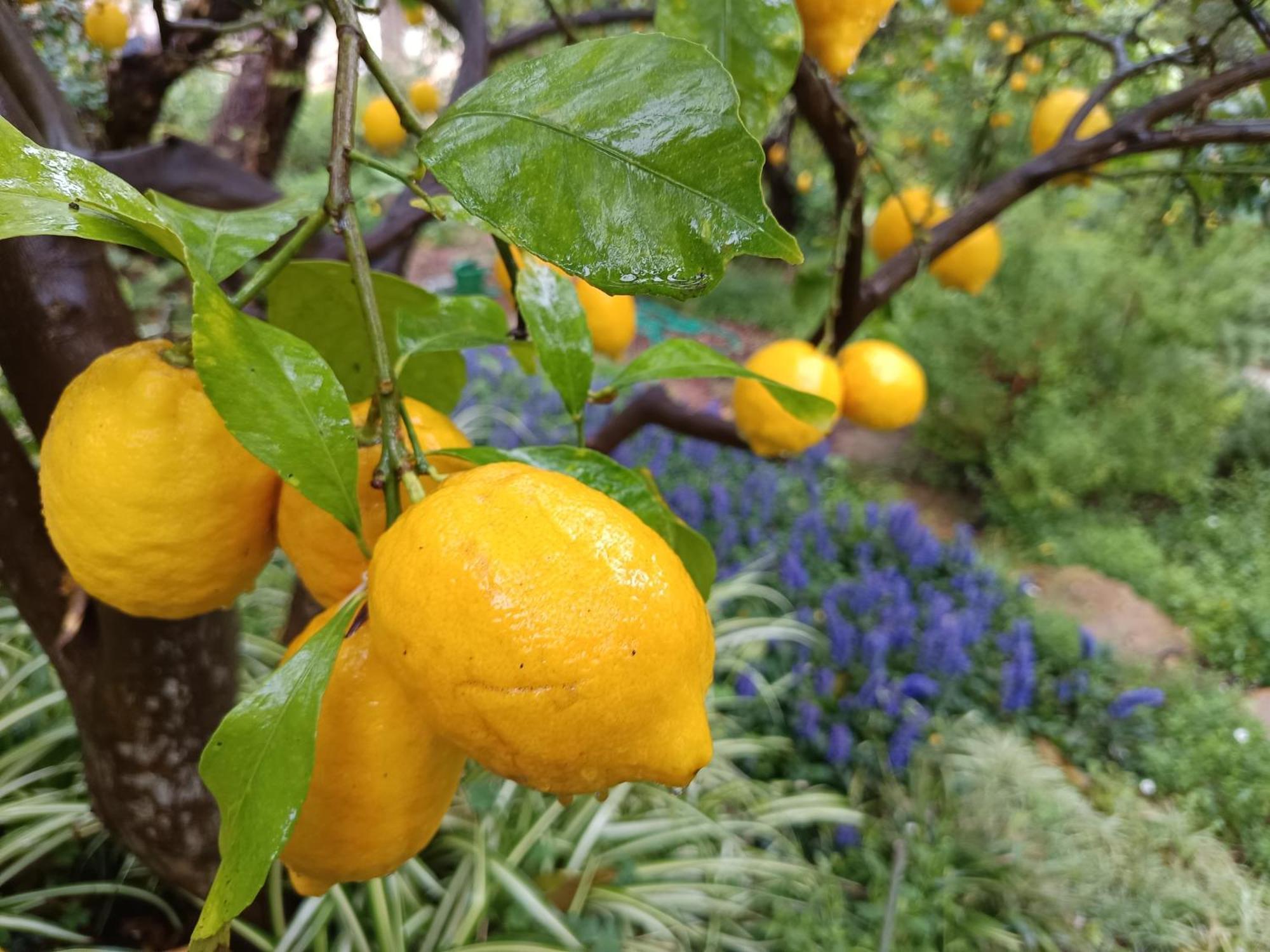 Olive Lemon Biophilic House & Lush Forest Garden 瓦莫斯 外观 照片