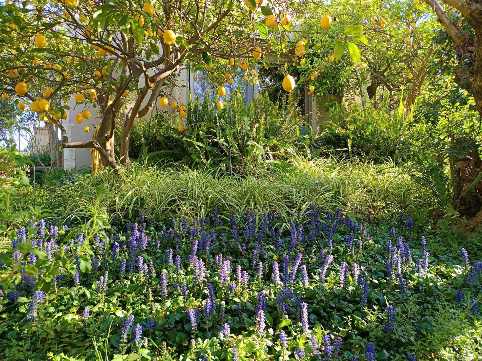 Olive Lemon Biophilic House & Lush Forest Garden 瓦莫斯 外观 照片
